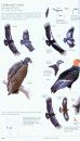 The Sibley Guide to Birds