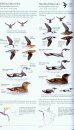 The Sibley Guide to Birds