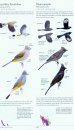 The Sibley Guide to Birds