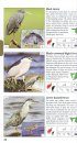 Pocket Guide to Birds of Southern Africa