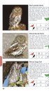 Pocket Guide to Birds of Southern Africa