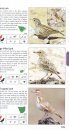 Pocket Guide to Birds of Southern Africa