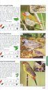 Pocket Guide to Birds of Southern Africa