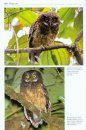 Owls of the World