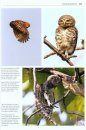 Owls of the World