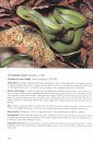Hong Kong Amphibians and Reptiles