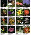 Trinidad and Tobago: Wildflower Guide