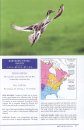 Peterson Reference Guide to Seawatching: Eastern Waterbirds in Flight