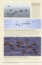 Peterson Reference Guide to Seawatching: Eastern Waterbirds in Flight
