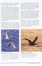 Peterson Reference Guide to Seawatching: Eastern Waterbirds in Flight