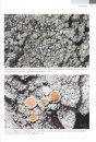 Die Flechten Deutschlands (2-Volume Set) [Lichens of Germany]