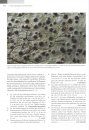Die Flechten Deutschlands (2-Volume Set) [Lichens of Germany]