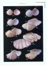 Color Atlas of Economic Molluscs from the South China Sea [Chinese]