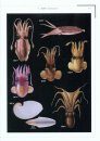 Color Atlas of Economic Molluscs from the South China Sea [Chinese]