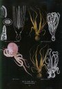 An Illustrated Guide To Species in China's Seas, Volume 4 [Chinese]