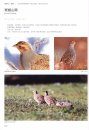 Field Guide to the Birds of China (3-Volume Set) [Chinese]