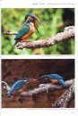 Field Guide to the Birds of China (3-Volume Set) [Chinese]