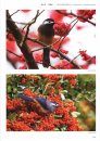 Field Guide to the Birds of China (3-Volume Set) [Chinese]