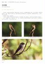 Field Guide to the Birds of China (3-Volume Set) [Chinese]