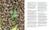 Bees: A Natural History