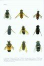 Fauna Sinica: Insecta, Volume 59: Diptera: Tabanidae [Chinese]