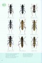 Contribution to the Fauna of Longhorn Beetles in the Naban River Watershed National Nature Reserve