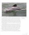 Dolphins of Aotearoa