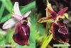 Hybrides d'Ophrys du Bassin Méditerranéen Occidental [Ophrys Hybrids of the Western Mediterranean Basin]