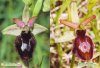Hybrides d'Ophrys du Bassin Méditerranéen Occidental [Ophrys Hybrids of the Western Mediterranean Basin]