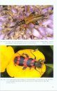 Die Buntkäfer in Rheinland-Pfalz und im Saarland (Cleridae) [The Checkered Beetles of Rhineland-Palatinate and Saarland (Cleridae)]