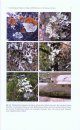 Terricolous Lichens in India, Volume 1