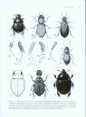 Australian Beetles, Volume 1