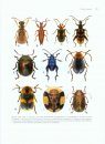Australian Beetles, Volume 1