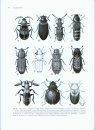 Australian Beetles, Volume 1