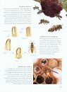 Incredible Insects