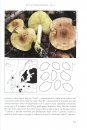 Fungi of Northern Europe, Volume 4: The Genus Tricholoma