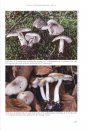Fungi of Northern Europe, Volume 4: The Genus Tricholoma