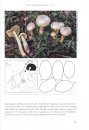 Fungi of Northern Europe, Volume 4: The Genus Tricholoma