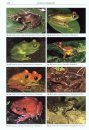 A Life for Reptiles and Amphibians, Volume 1