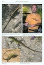 A Life for Reptiles and Amphibians, Volume 1