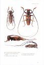  Australian Longhorn Beetles (Coleoptera: Cerambycidae), Volume 1