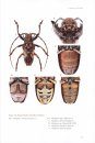 Australian Longhorn Beetles (Coleoptera: Cerambycidae), Volume 1
