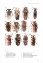  Australian Longhorn Beetles (Coleoptera: Cerambycidae), Volume 1