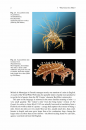 Mites: Ecology, Evolution & Behaviour