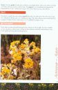 Common Plants of Nunavut