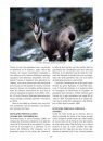 Le Chamois: Biologie et Écologie, Études dans le Massif des Bauges [The Chamois: BIology and Ecology, Studies in the Bauges Mountains]