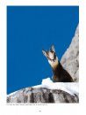 Le Chamois: Biologie et Écologie, Études dans le Massif des Bauges [The Chamois: BIology and Ecology, Studies in the Bauges Mountains]