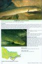 A Pictorial Guide to Victoria's Freshwater Fishes