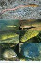 A Pictorial Guide to Victoria's Freshwater Fishes