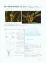 Maxillaria: An Unfinished Monograph (2-Volume Set)